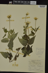 Heliopsis helianthoides var. scabra image