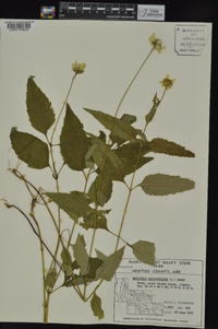 Heliopsis helianthoides var. scabra image