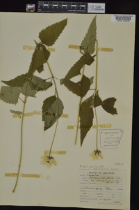 Heliopsis helianthoides var. solidaginoides image