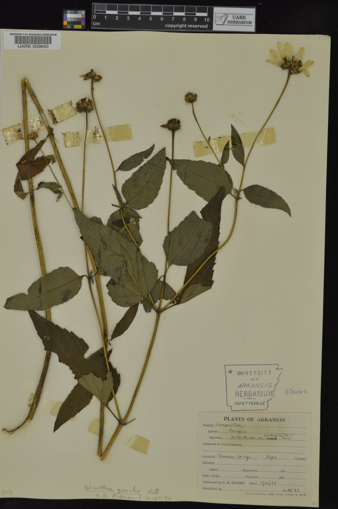 Heliopsis helianthoides var. solidaginoides image