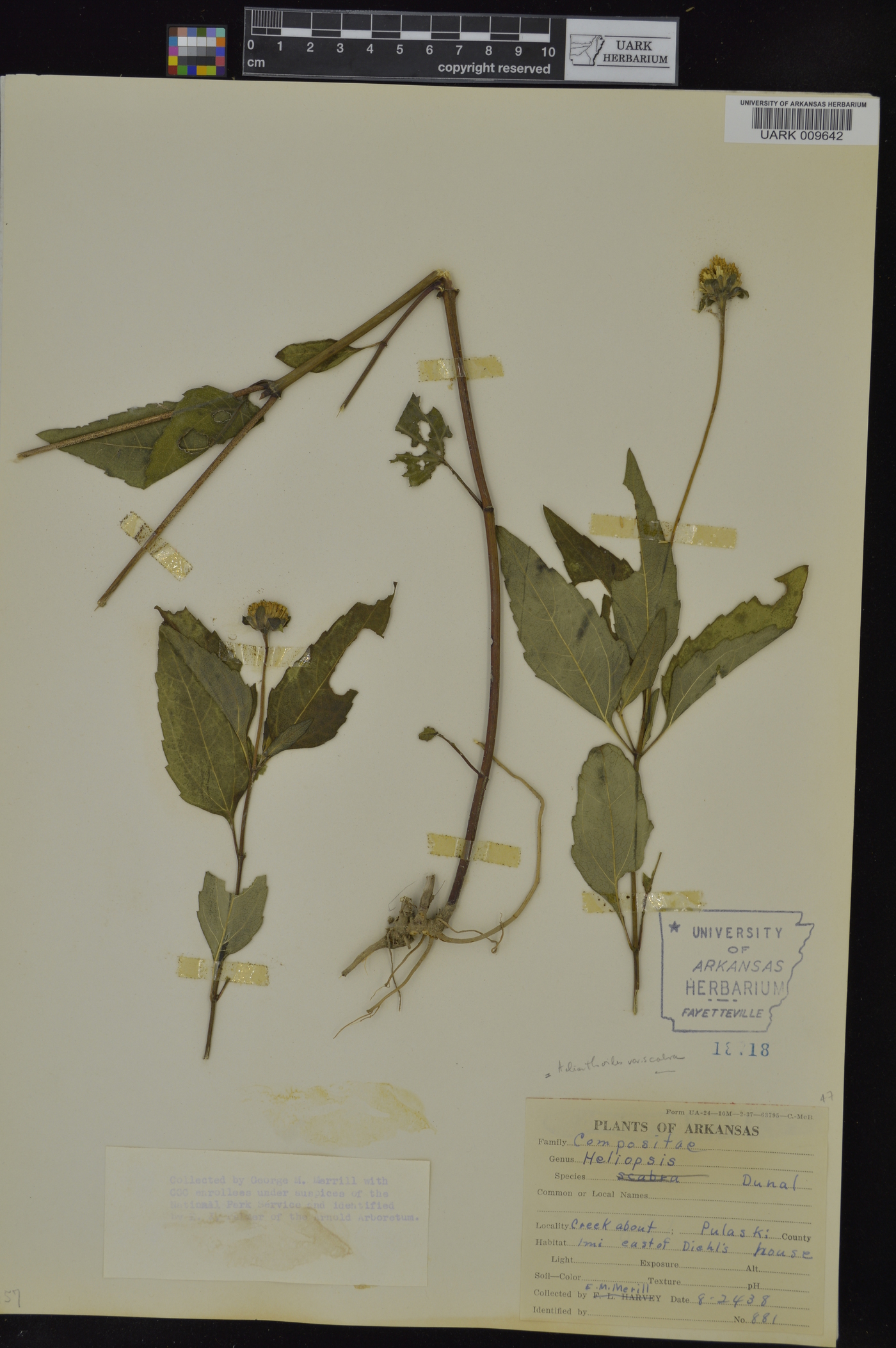 Heliopsis helianthoides var. scabra image