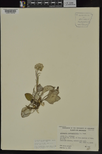 Antennaria parlinii subsp. fallax image