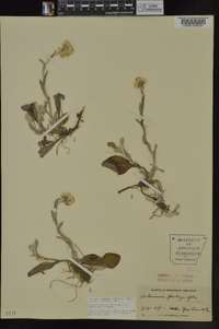 Antennaria parlinii subsp. fallax image