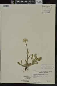 Antennaria parlinii subsp. fallax image