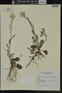 Antennaria parlinii subsp. fallax image