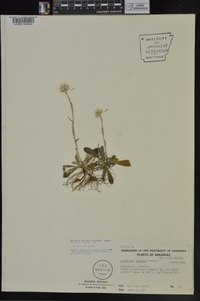 Antennaria neglecta image