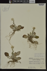 Antennaria parlinii subsp. fallax image