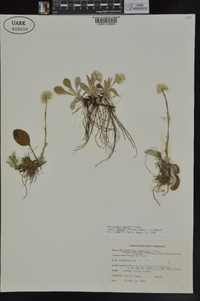 Antennaria parlinii subsp. fallax image