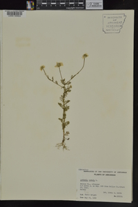 Anthemis cotula image