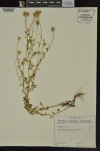 Anthemis cotula image