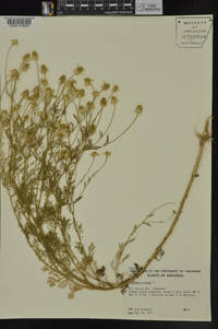 Anthemis cotula image