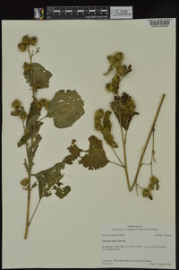 Arctium minus image