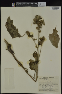 Arctium minus image