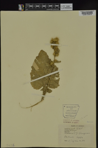 Arctium minus image