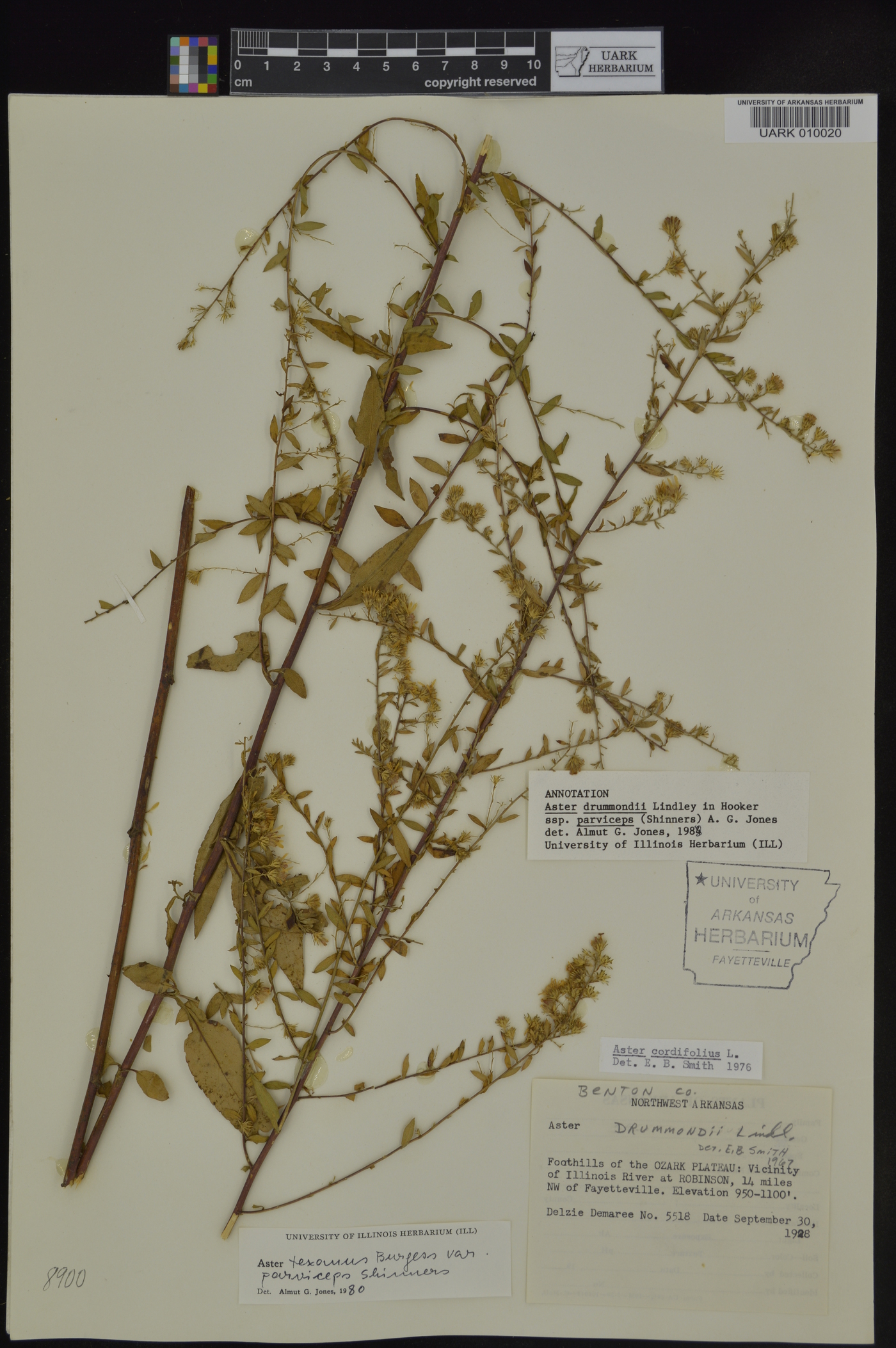 Symphyotrichum drummondii var. texanum image