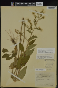 Symphyotrichum drummondii var. texanum image