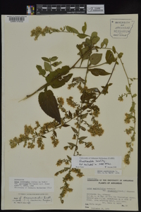 Symphyotrichum drummondii var. texanum image