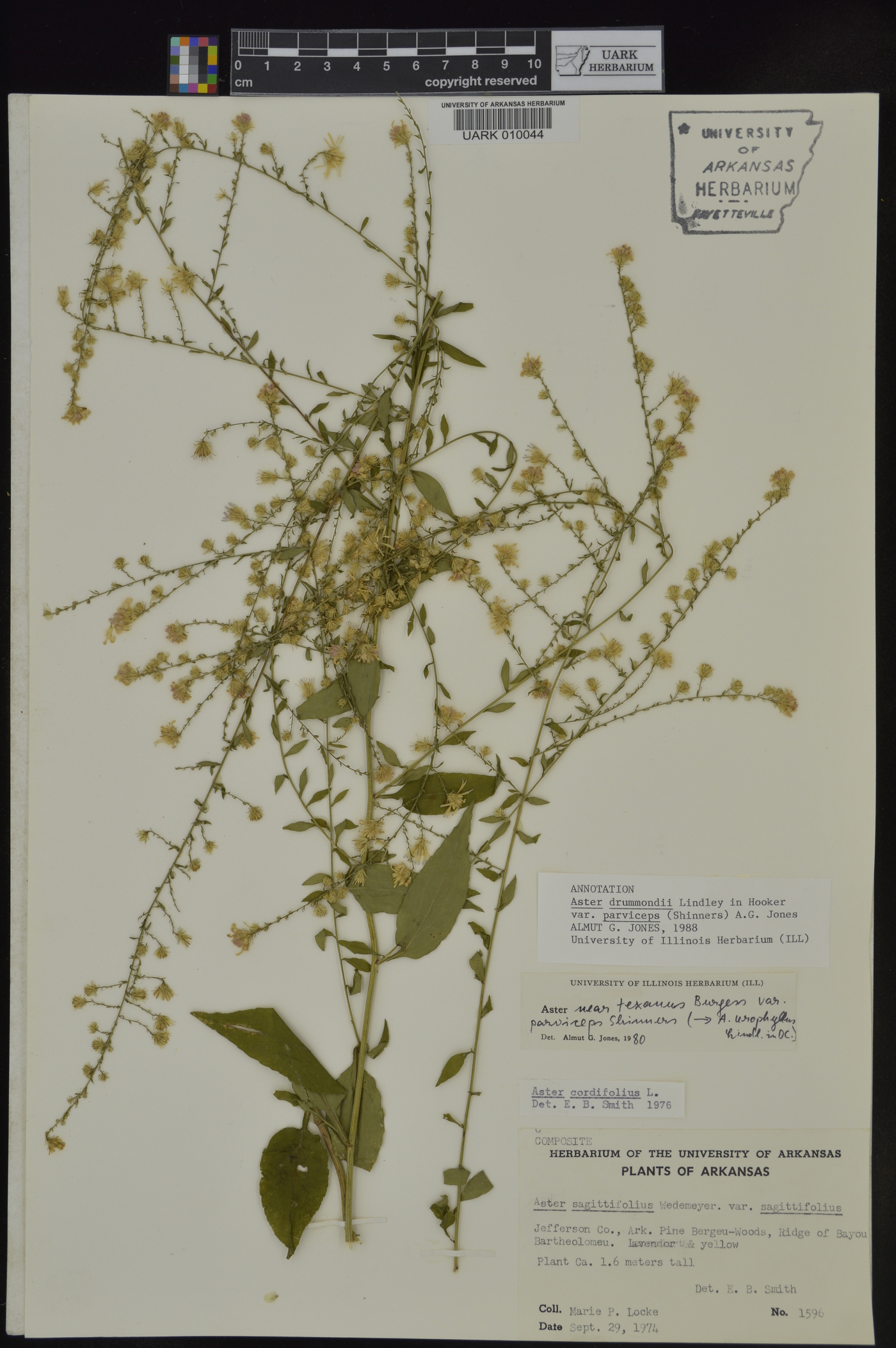 Symphyotrichum drummondii var. texanum image
