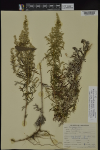 Artemisia ludoviciana subsp. mexicana image