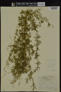 Artemisia annua image