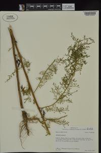 Artemisia annua image