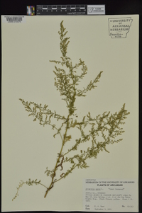 Artemisia annua image