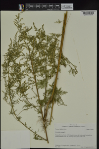 Artemisia annua image