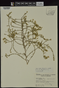 Symphyotrichum racemosum image