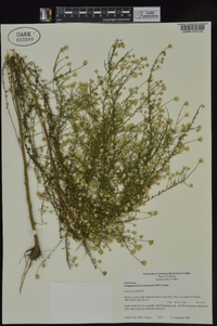 Symphyotrichum racemosum image