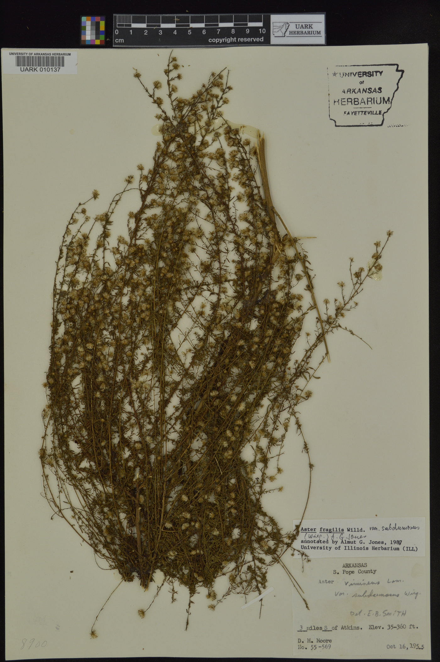 Aster fragilis var. subdumosus image