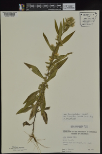 Symphyotrichum lanceolatum var. lanceolatum image