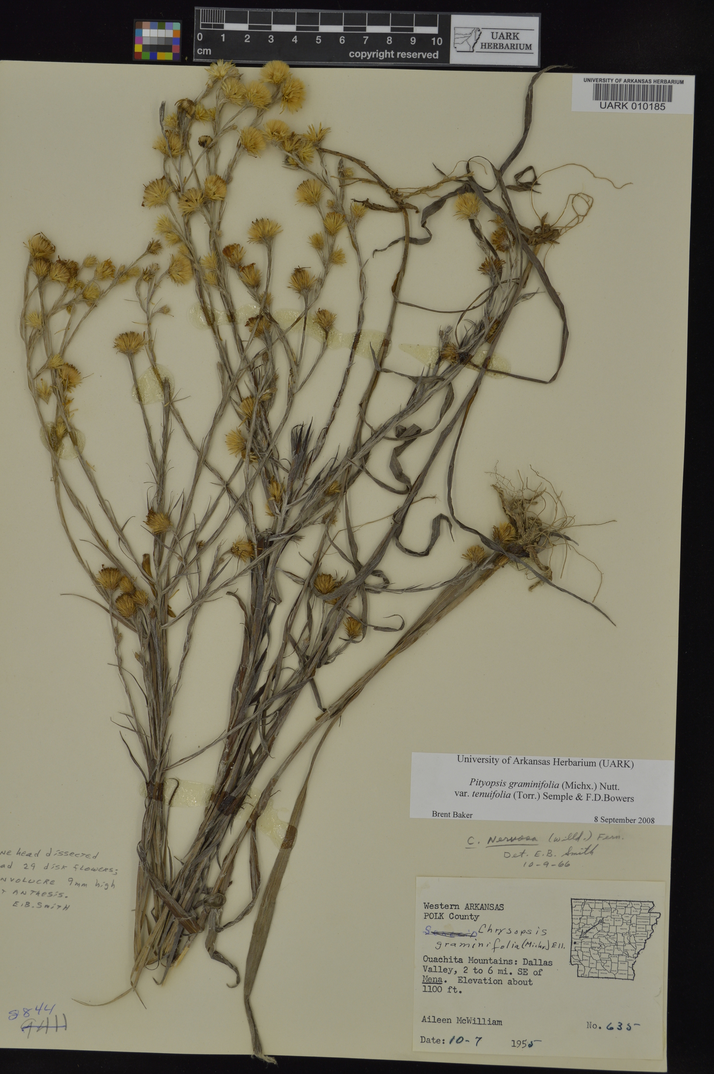 Pityopsis graminifolia var. tenuifolia image