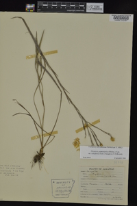 Pityopsis graminifolia image