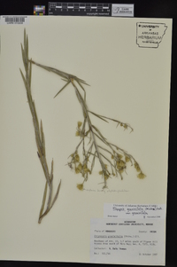 Pityopsis graminifolia image