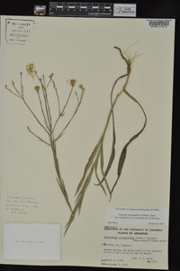 Pityopsis graminifolia image