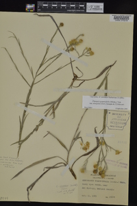 Pityopsis graminifolia image