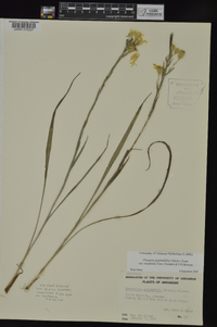 Pityopsis graminifolia image