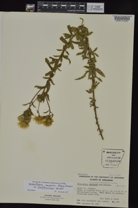 Heterotheca camporum var. glandulissimum image