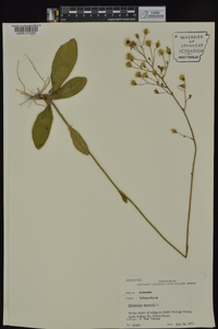 Hieracium gronovii image