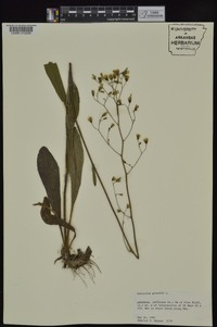 Hieracium gronovii image