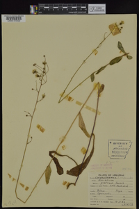 Hieracium gronovii image