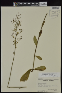 Hieracium gronovii image