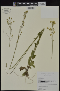 Hieracium gronovii image