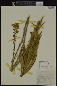 Hieracium longipilum image