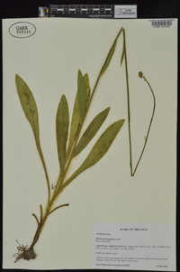 Hieracium longipilum image