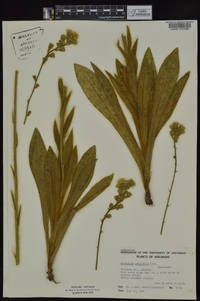 Hieracium longipilum image