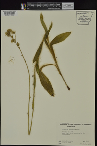 Hieracium longipilum image