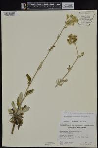 Hymenopappus artemisiifolius var. artemisiifolius image