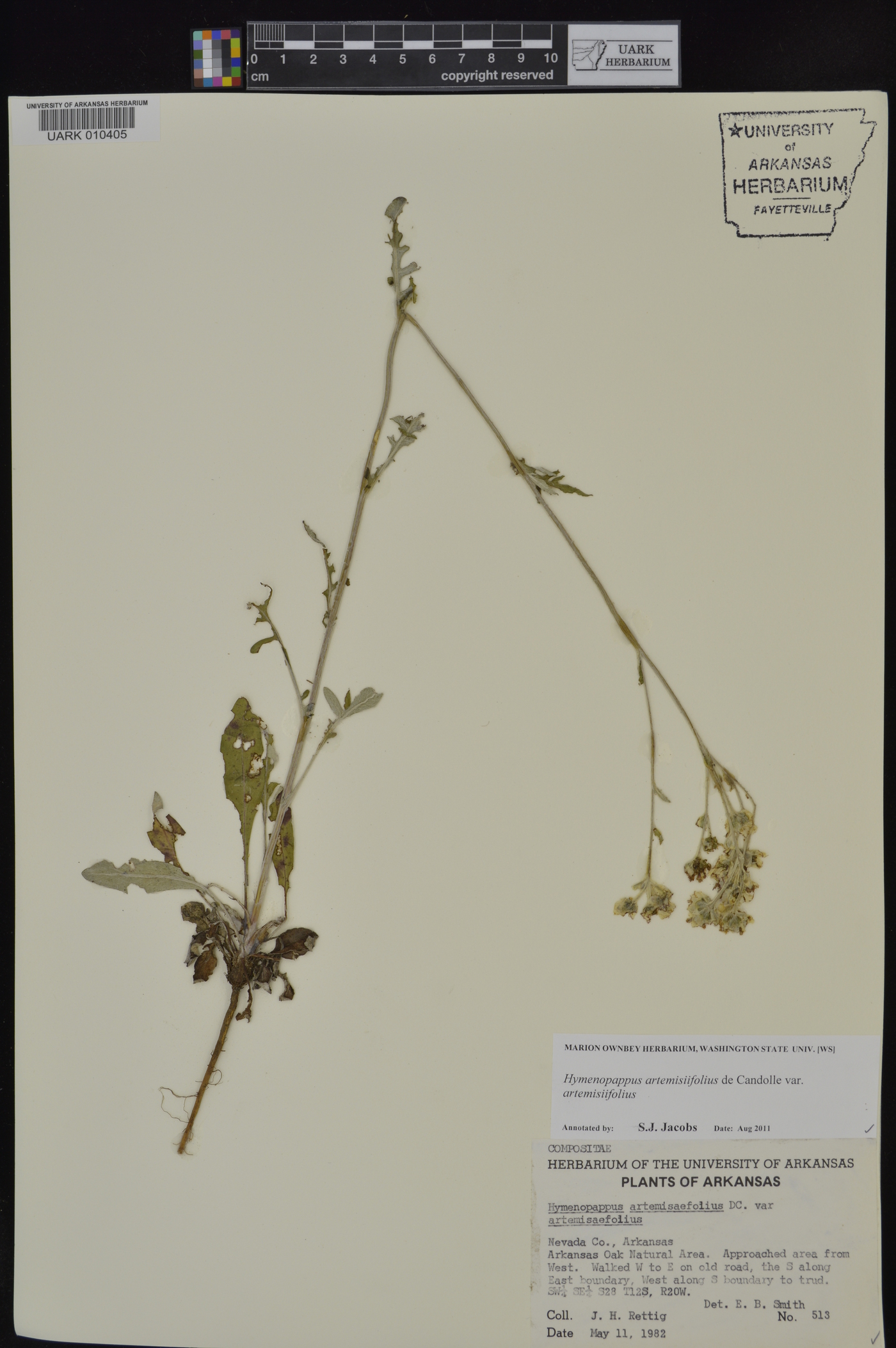 Hymenopappus artemisiifolius image
