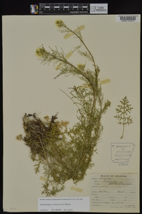 Hymenopappus scabiosaeus image